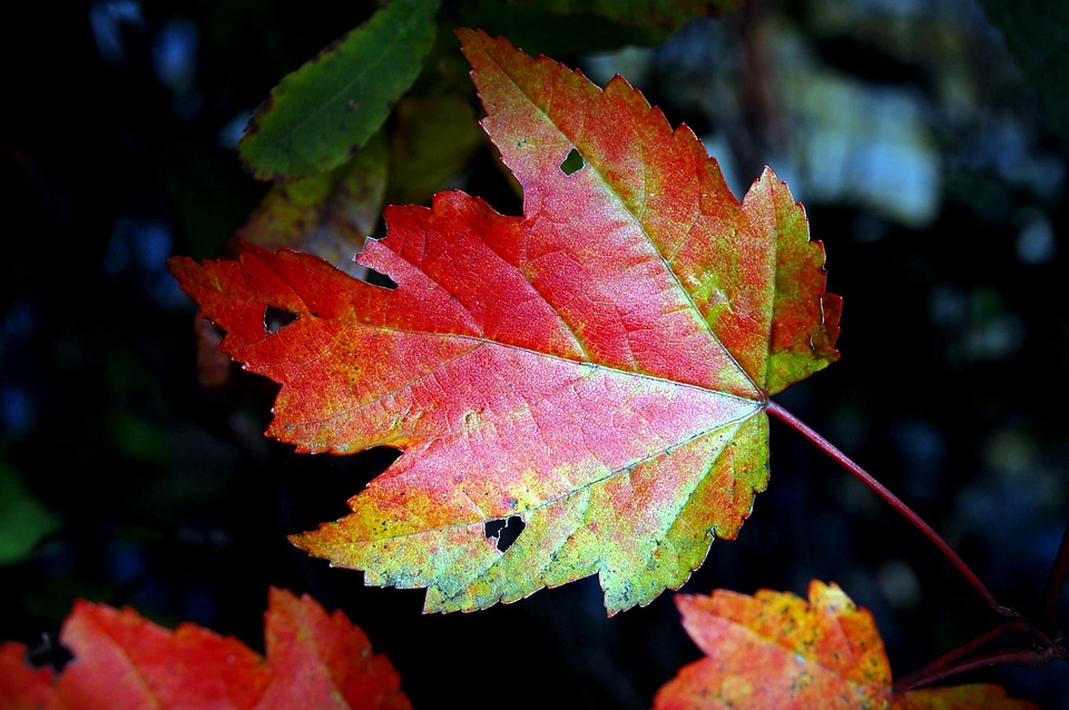 Autumn autumn season leaf