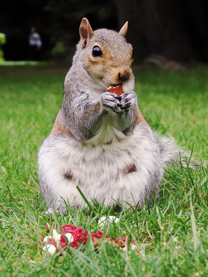 Nature cute wildlife
