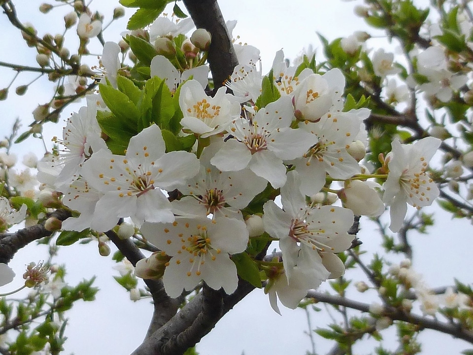 Blossom branch cherry