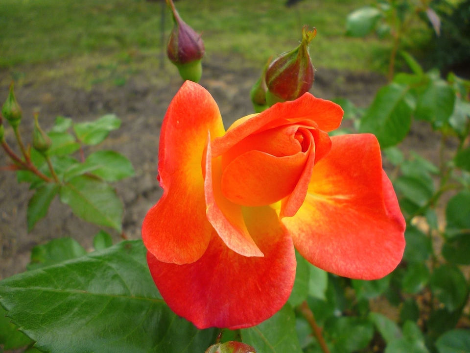 Beautiful Photo flower flower garden