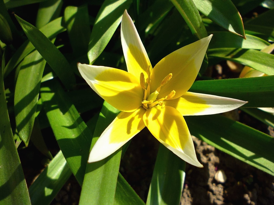 Beautiful Photo bloom flower