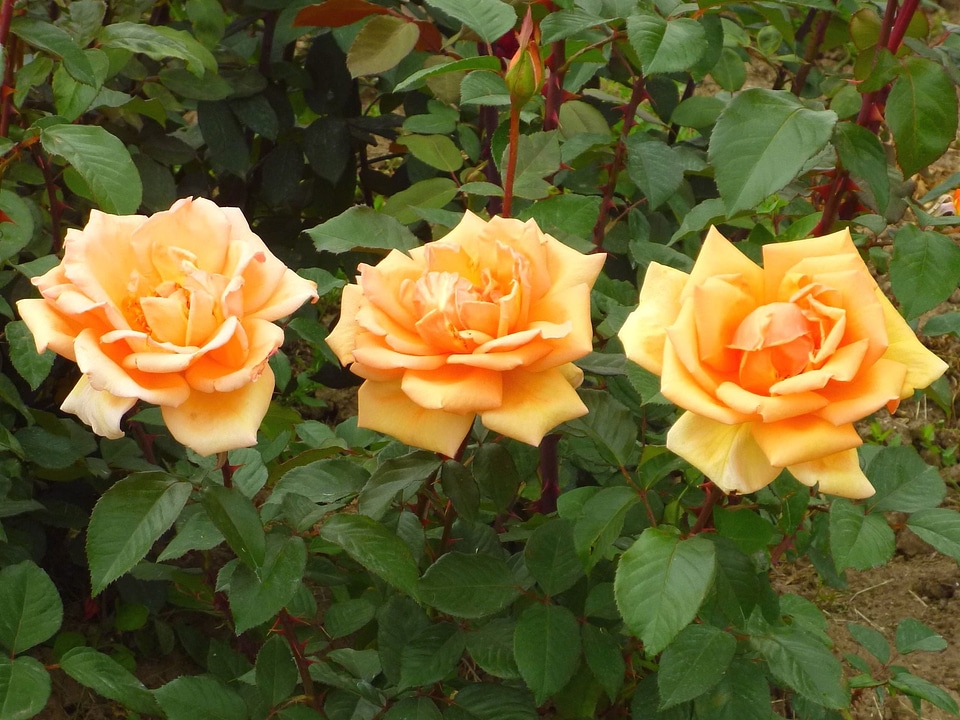 Beautiful Photo flower flower garden