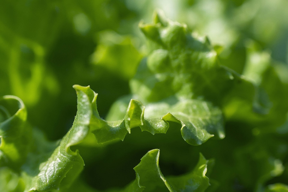 Dark Green evergreen green leaves