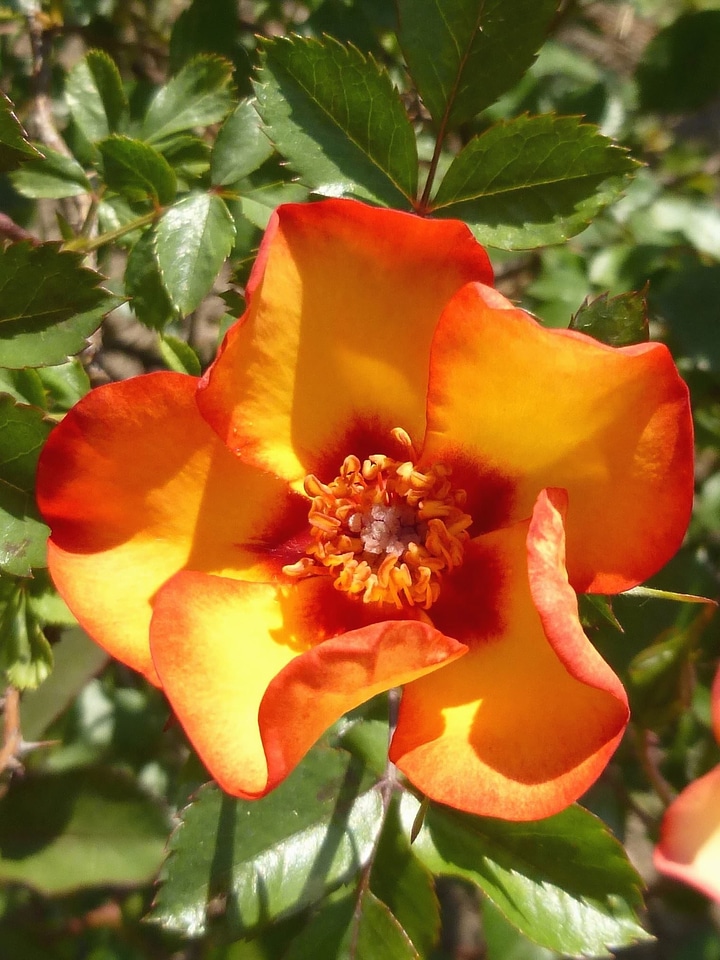 Blooming blossom flower