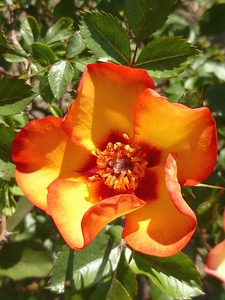Blooming blossom flower