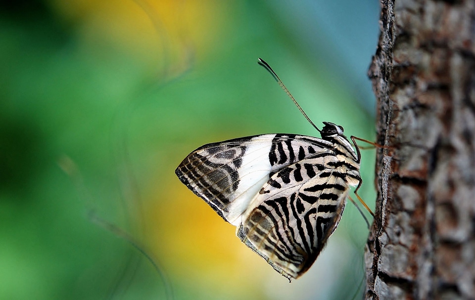 Beautiful Photo butterfly close