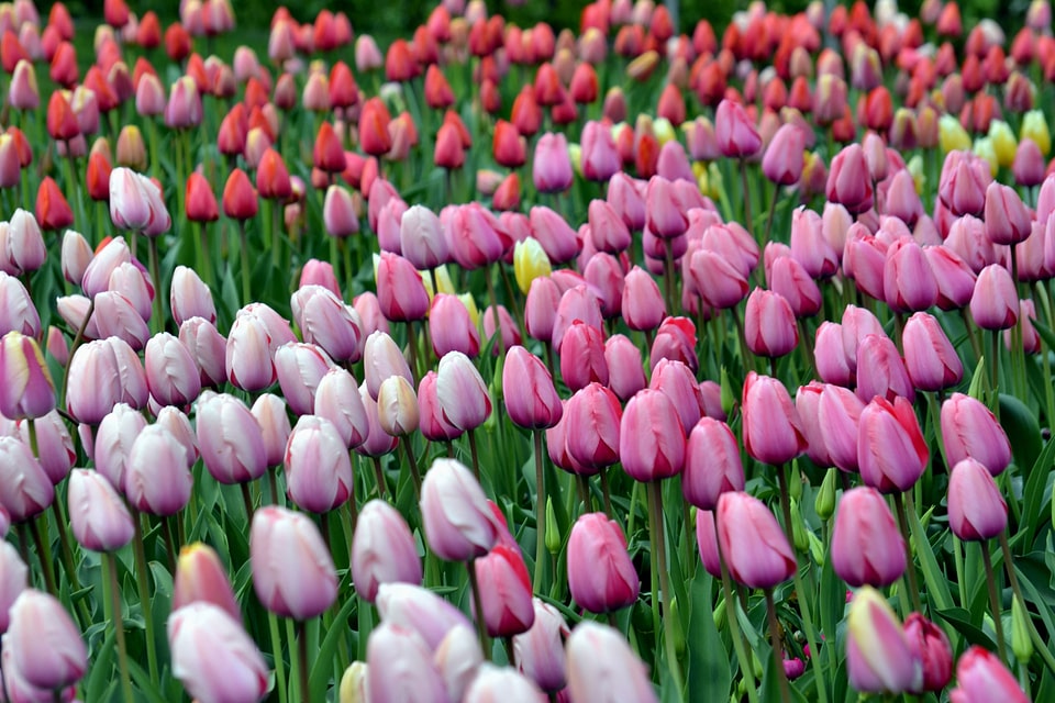 Beautiful beautiful photo bloom