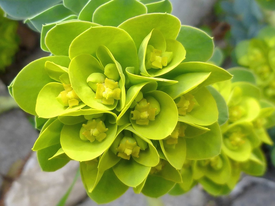 Beautiful Photo bloom flower