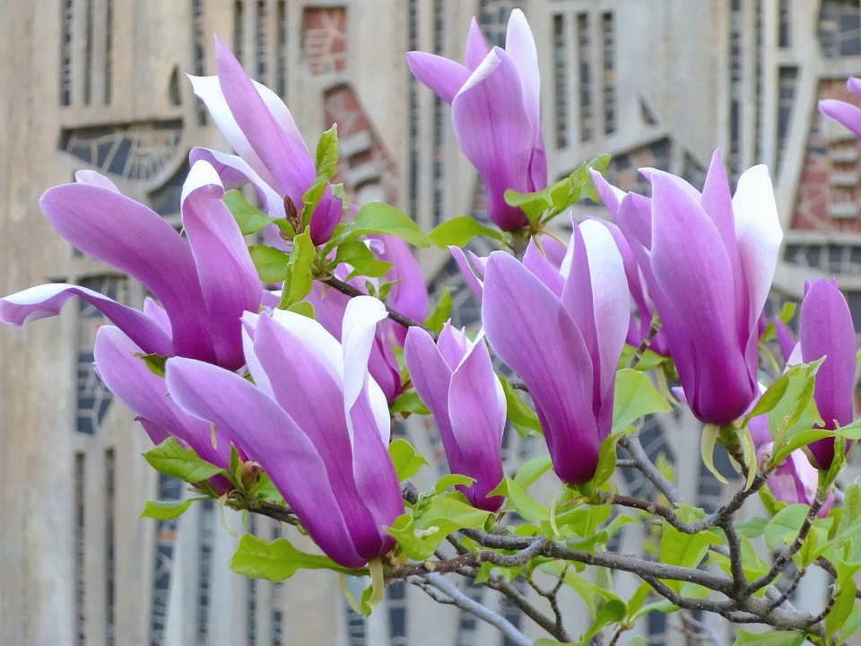 Beautiful Photo branch branches