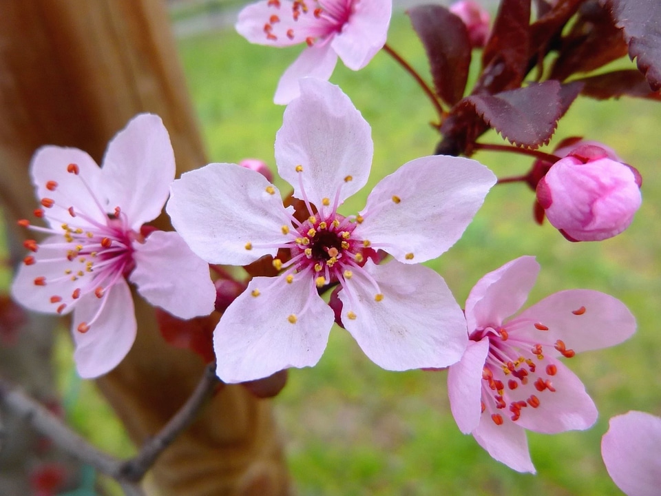 Beautiful Flowers beautiful photo branches