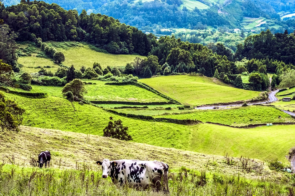 Agriculture animal beautiful photo