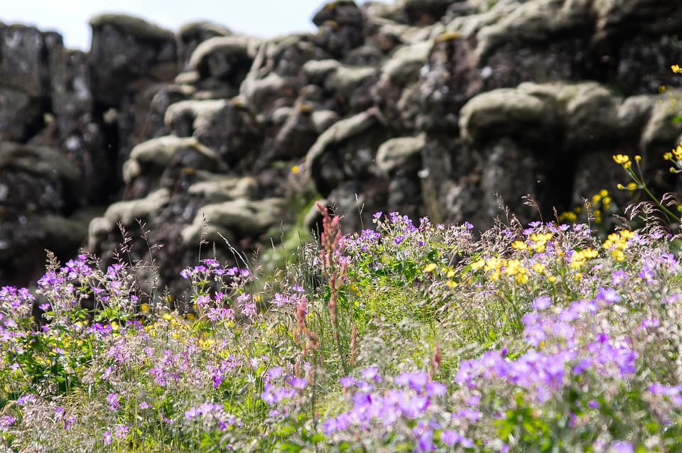 Flowers grass rock