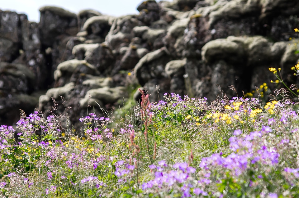 Flowers grass rock photo