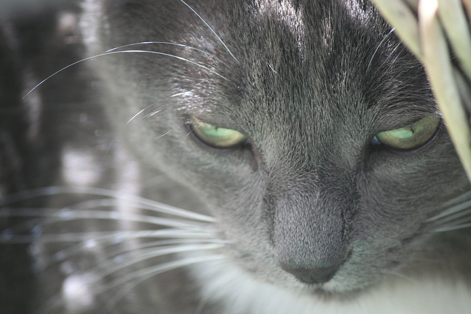 Animal cat domestic cat