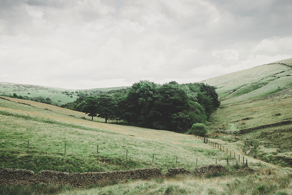 Countryside grass plants hill