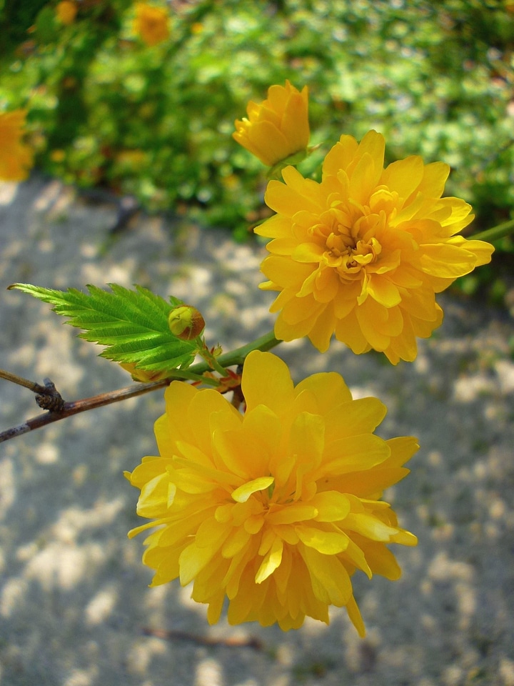 Beautiful Flowers branches flowering