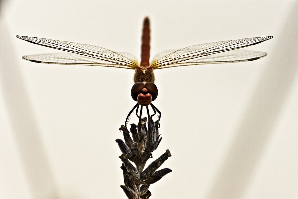 Insect wing close up