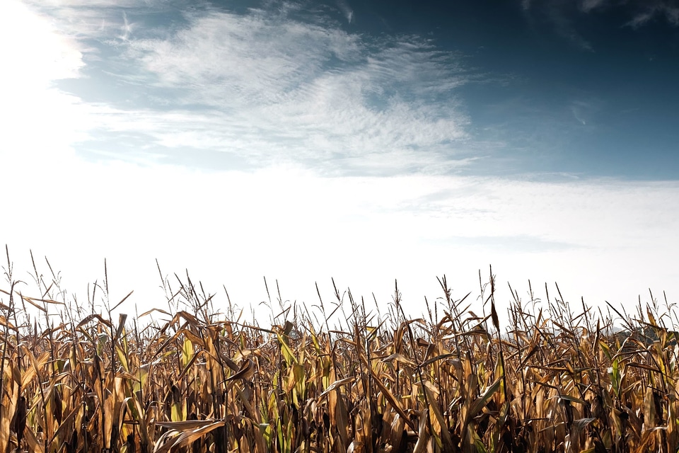Agriculture crops field