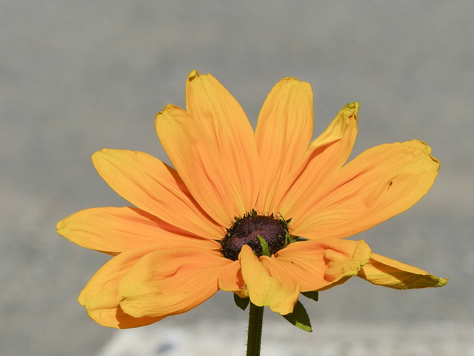 Nature yellow macro photo