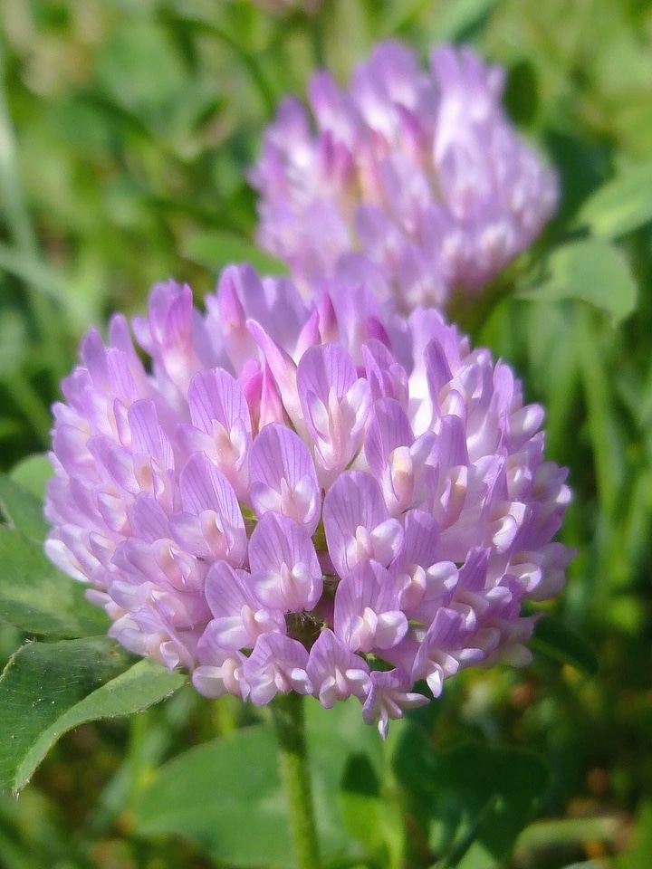 Beautiful Flowers flower flower garden photo