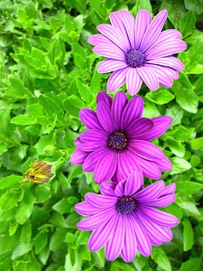 Bloom blossom flower