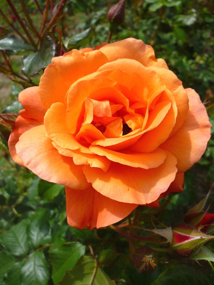 Bloom blooming flower