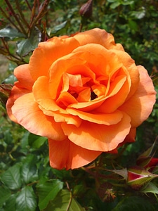 Bloom blooming flower