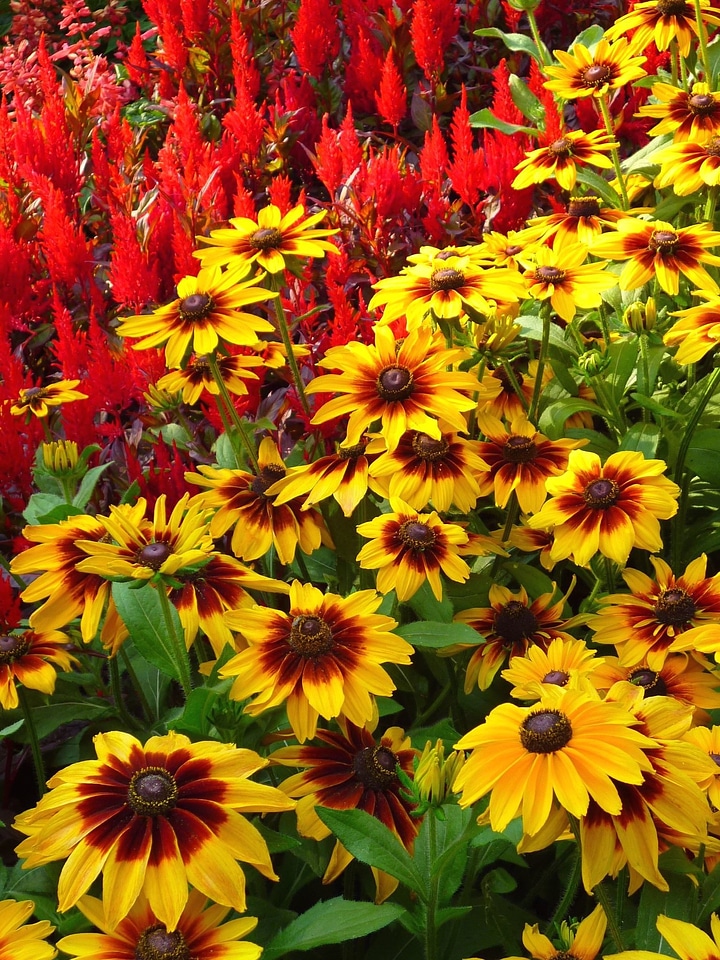 Beautiful Flowers bloom flower