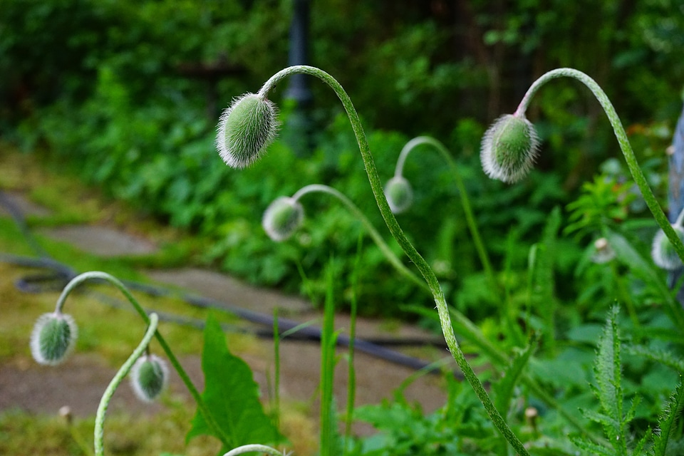 Hairy papaver rhoeas green