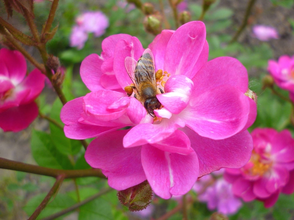 Flower honeybee insect photo