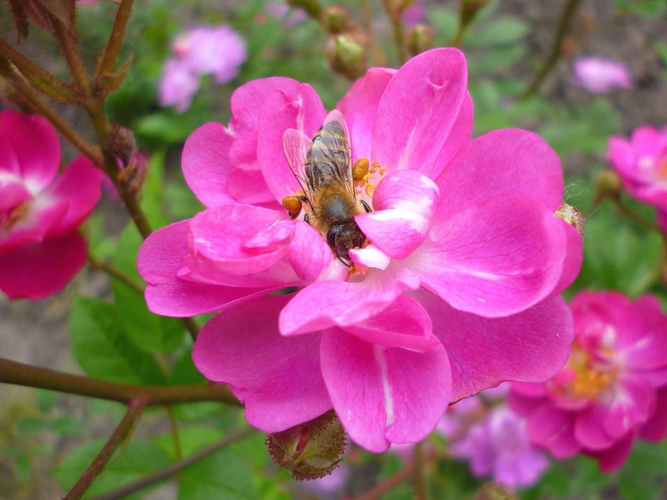 Flower honeybee insect