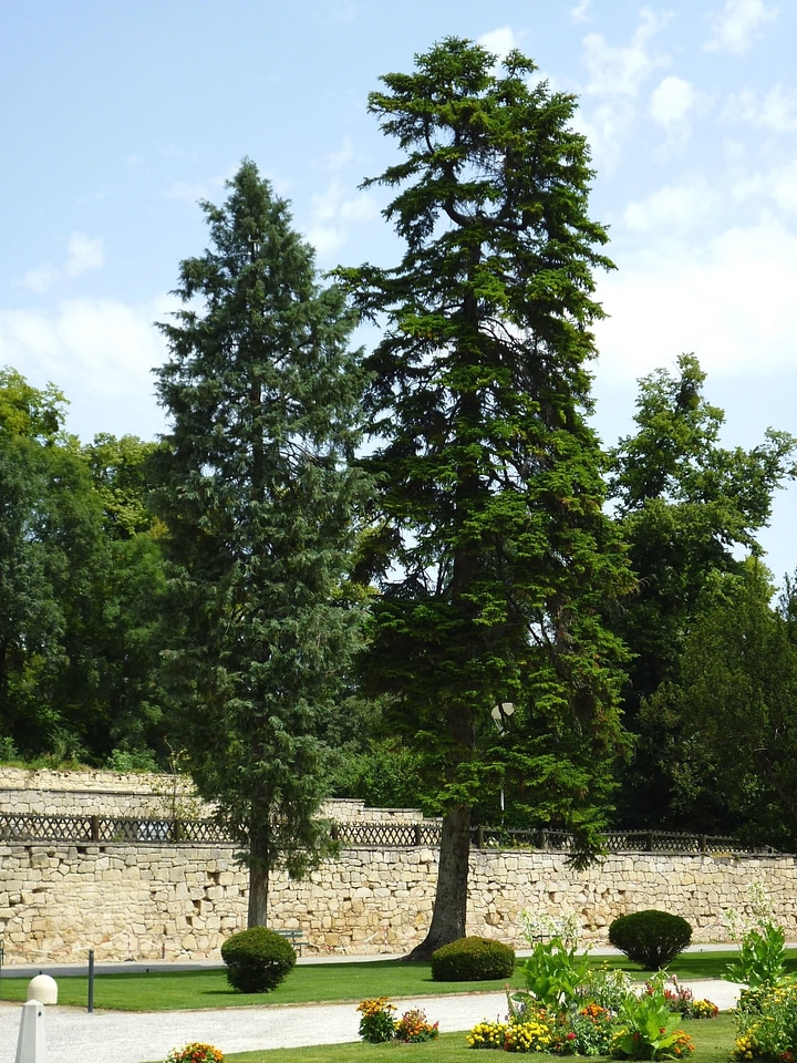 Conifer conifers flower
