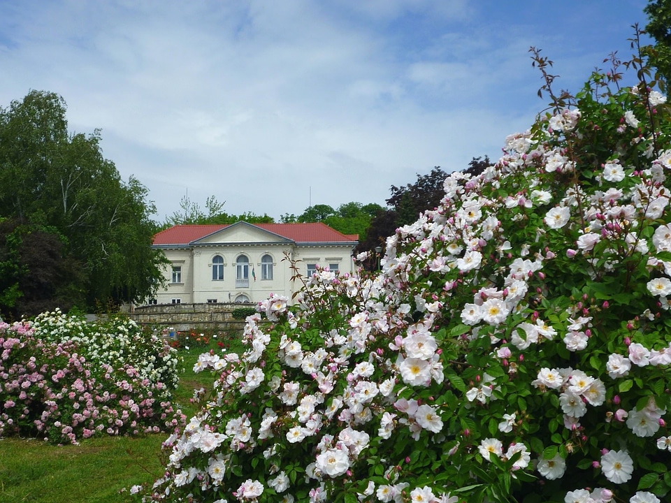Flower flower garden garden