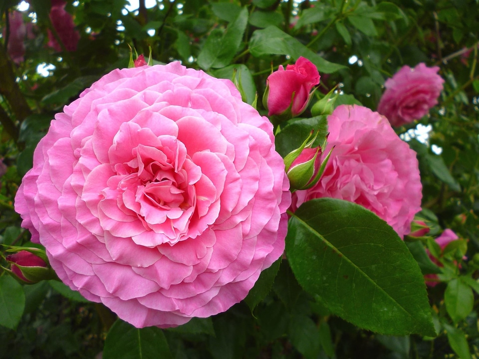 Flower flowering hydrangea