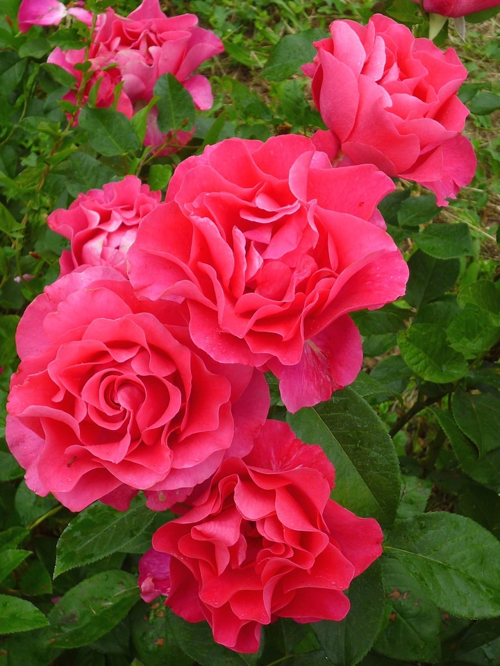 Blossom flower garden garden