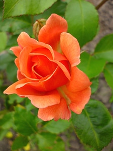 Flower flower garden flowering