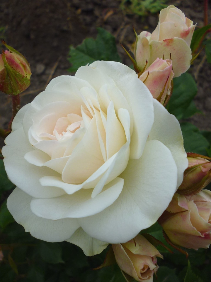 Bud buds flowering