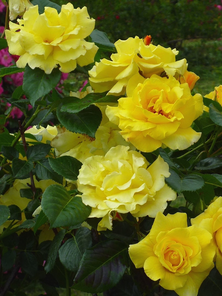Flower flower garden flowering