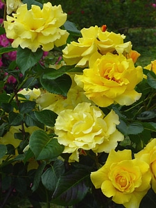 Flower flower garden flowering