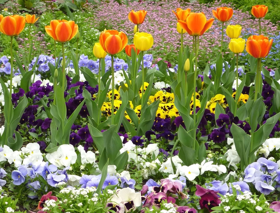 Flower flowering spring