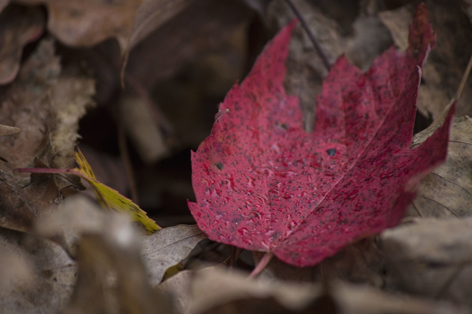 Autumn autumn season leaf