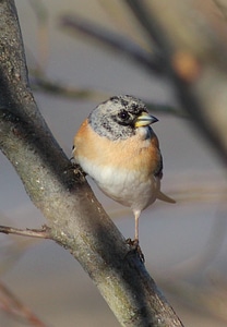 Twig perched beautiful photo