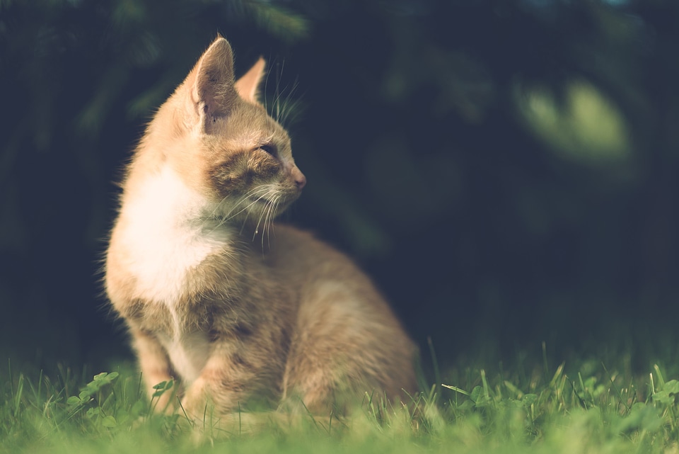 Adorable animal beautiful photo