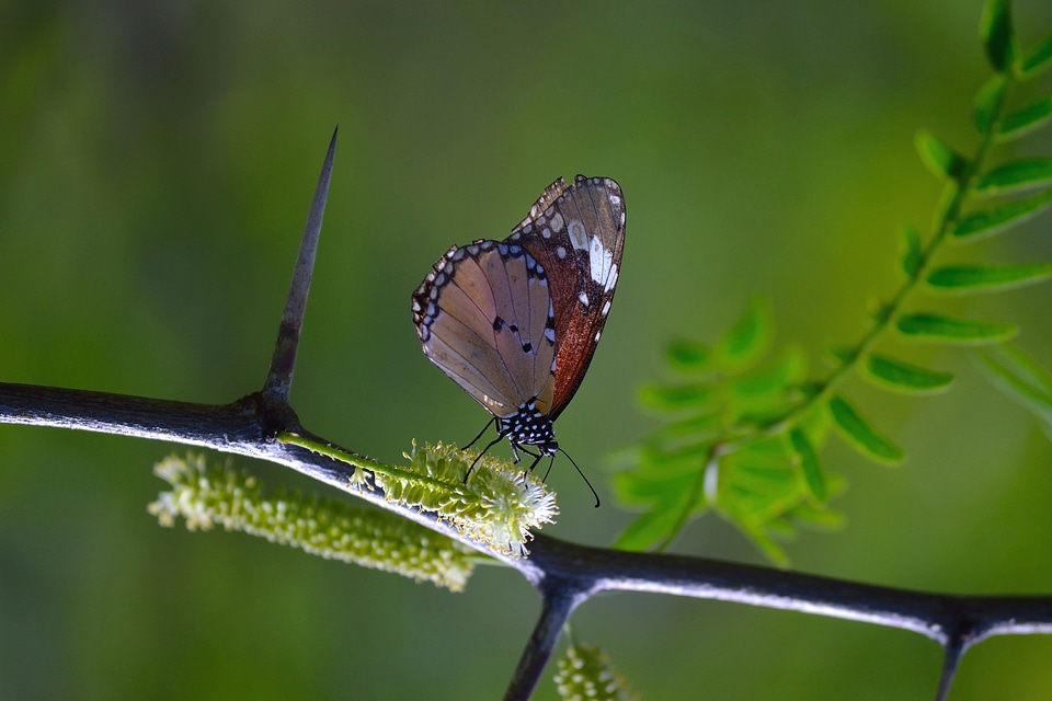 Beautiful Photo branch butterfly