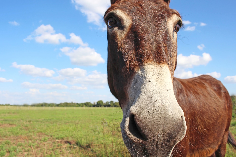 Animal donkey field