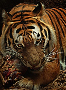 Animal hunter tiger