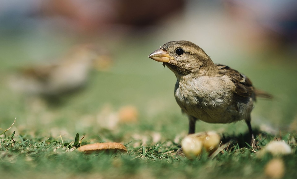 Animal bird fauna