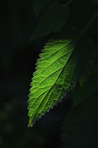 Green green leaves leaf