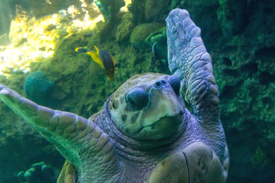 Animal reptile sea