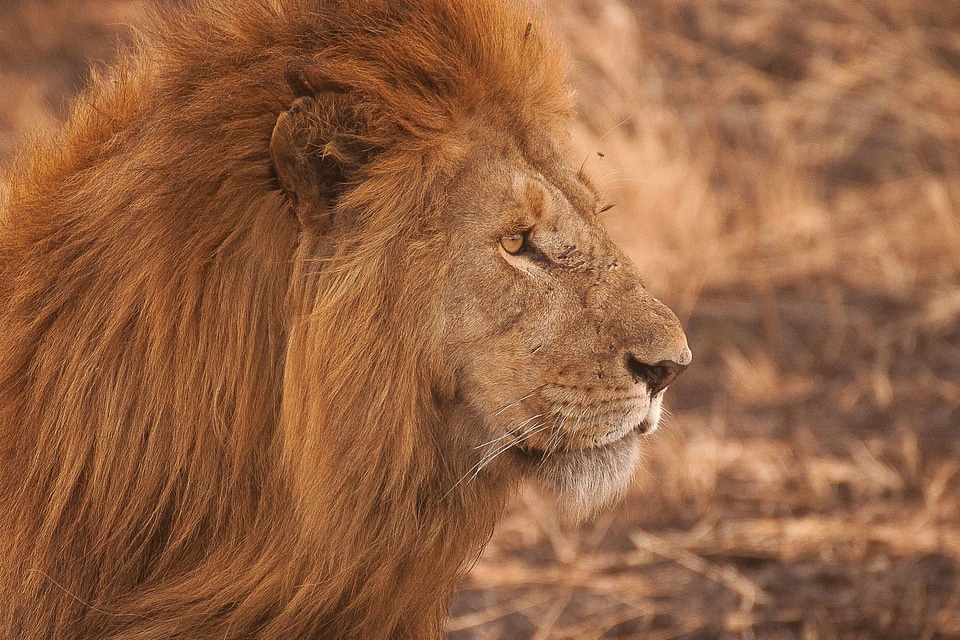 Africa animal beautiful photo